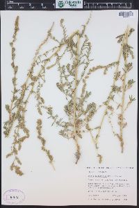 Bassia hyssopifolia image