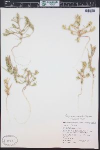 Corispermum navicula image