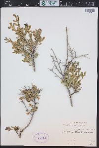 Grayia spinosa image