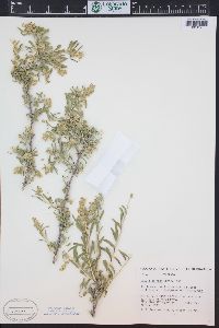 Grayia spinosa image