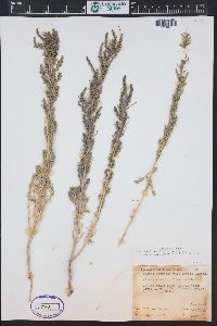 Suaeda calceoliformis image