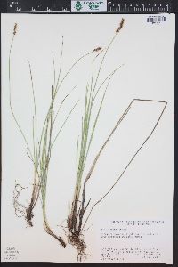 Carex diandra image