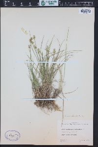 Carex echinata image