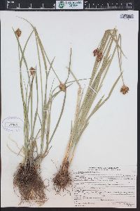 Carex egglestonii image