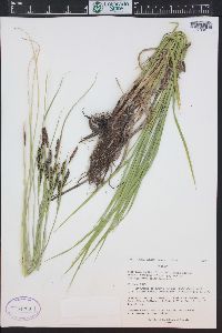 Carex emoryi image