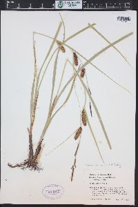 Carex vesicaria image