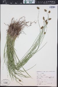 Carex hoodii image