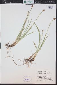 Carex illota image