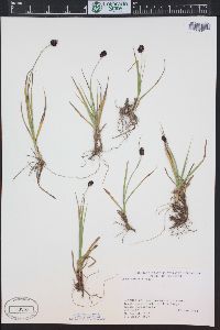 Carex nelsonii image