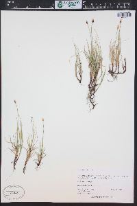 Carex obtusata image