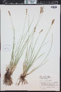 Carex occidentalis image