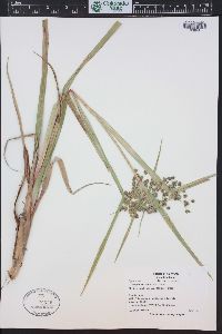 Scirpus microcarpus image