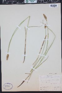 Carex sartwellii image