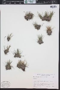 Eleocharis parvula image