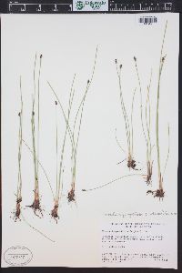 Eleocharis quinqueflora image