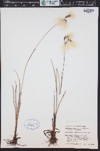 Eriophorum angustifolium image