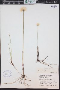 Eriophorum chamissonis image