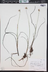 Eriophorum gracile image
