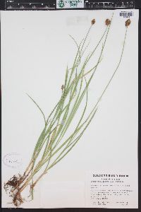 Carex pachystachya image