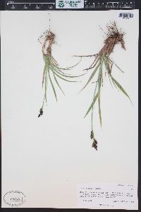 Carex paysonis image