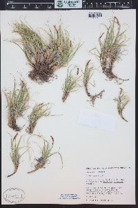 Carex rupestris image