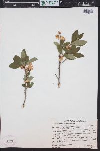 Rhododendron albiflorum image