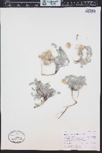 Astragalus anisus image