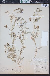 Astragalus bodinii image