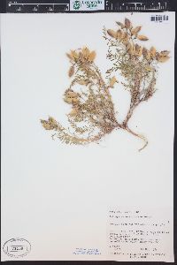 Astragalus eastwoodiae image