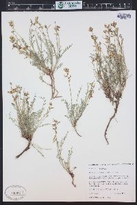 Astragalus miser var. oblongifolius image