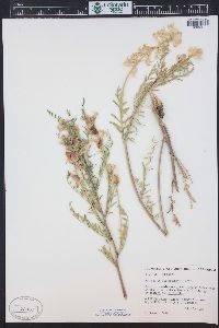Astragalus pattersonii image
