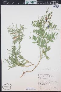 Lathyrus brachycalyx subsp. zionis image