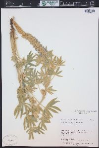 Lupinus leucophyllus image