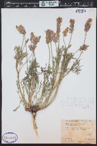 Onobrychis viciifolia image