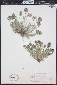 Oxytropis borealis image