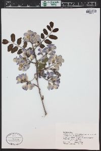 Robinia hispida image