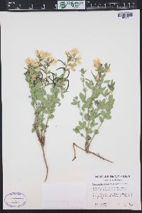 Thermopsis rhombifolia image