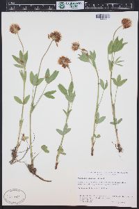 Trifolium longipes image