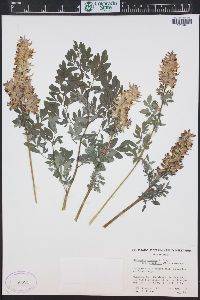 Corydalis caseana subsp. brandegei image