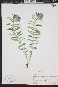 Gentiana affinis image