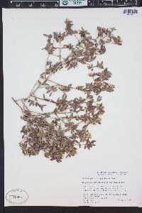 Philadelphus microphyllus image