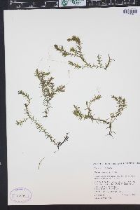 Elodea canadensis image