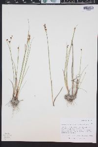 Juncus alpinoarticulatus image