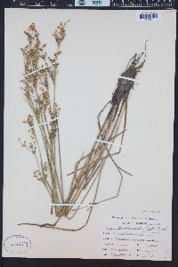 Juncus brachycephalus image