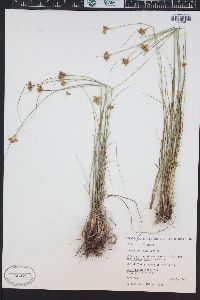 Juncus confusus image