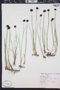 Juncus mertensianus image