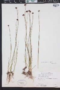 Juncus nevadensis image