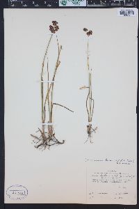 Juncus nevadensis image