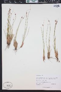 Juncus parryi image