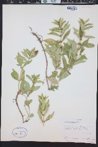 Image Associated With the Occurence